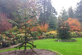 Click for Top Ten Interesting Trees/Plants in the World! Top Ten Interesting Trees/Plants in the World