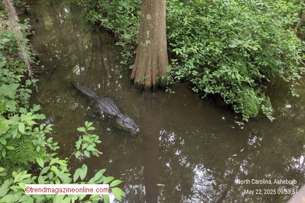 North Carolina Zoo Asheboro 2025 Review Pic!