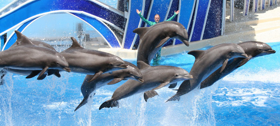 Click for Top Ten Things in Orlando, Fl.! Top Ten Things in Orlando, Fl.