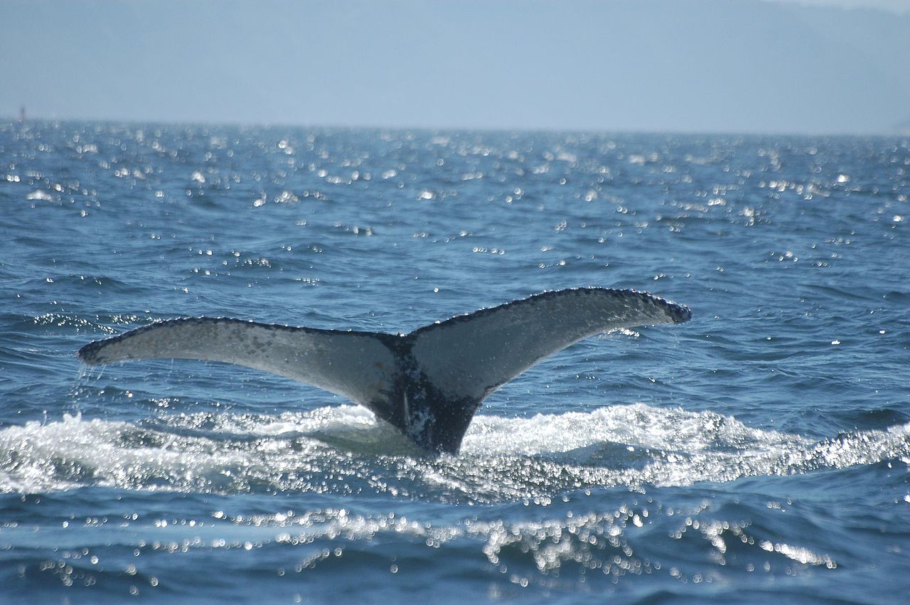 Click for Top Ten Whale and Dolphin Viewing! Top Ten Whale and Dolphin Viewing