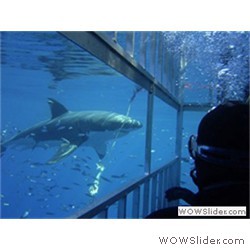 Click for Top Ten Shark Diving Spots! Top Ten Shark Diving Spots